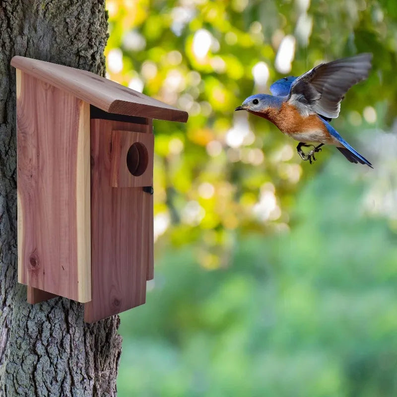 Red Cedar Bluebird House For Eastern Bluebirds Outdoors